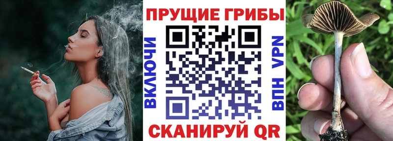 darknet Telegram  Краснослободск  мега зеркало  Галлюциногенные грибы Cubensis  продажа наркотиков 